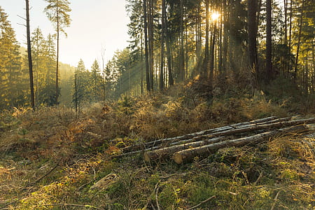 sun rays in the forest thumbnail