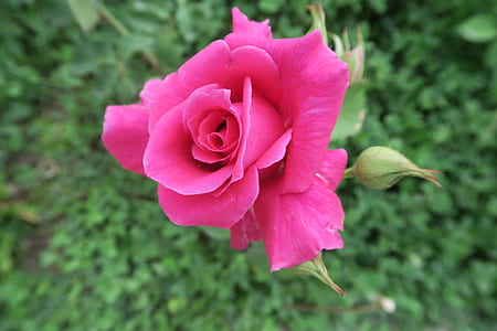 close up photo of flower in bloom thumbnail