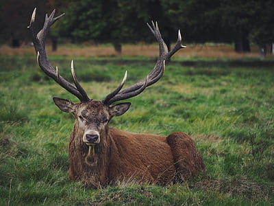 brown deer lying on ground at daytime thumbnail