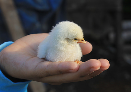 white chick on person hand thumbnail