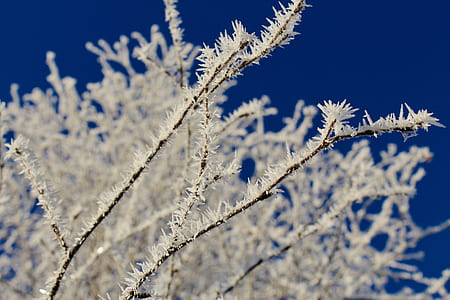 white plant thumbnail