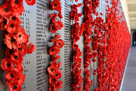 selective focus photography of red flowers in wall thumbnail