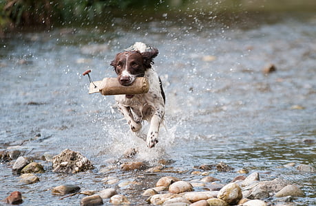 brown and white coated dog running in the body of water during daytime thumbnail