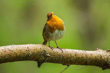 brown and white bird perched on tree thumbnail
