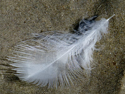 white feather thumbnail