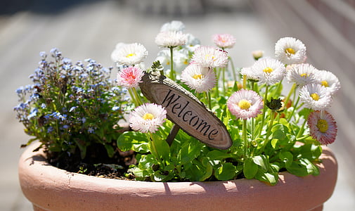 white petaled flower and welcome signage in brown ceramic pot thumbnail