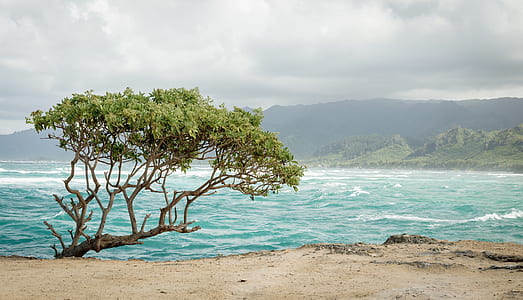 trees on shore near body of water thumbnail