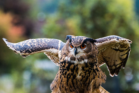 close-up photography of brown and black owl at daytime thumbnail