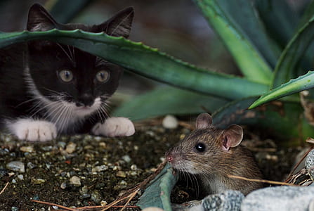 black cat front of mouse thumbnail