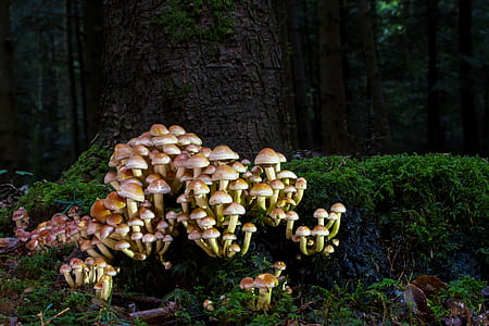 lot of brown mushroom plants near tree thumbnail