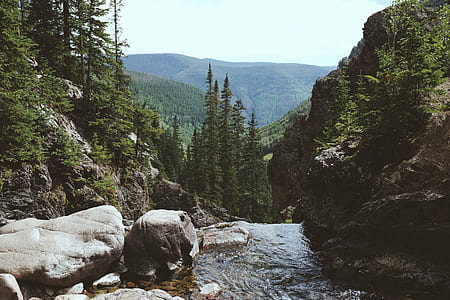 green leafed trees thumbnail