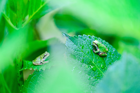 close-up photography of two green frogs perched on leafed plant thumbnail