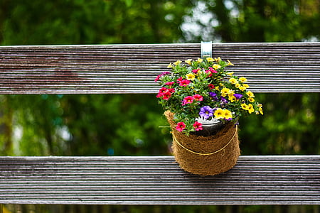 selective focus photograph of pot of flowers thumbnail
