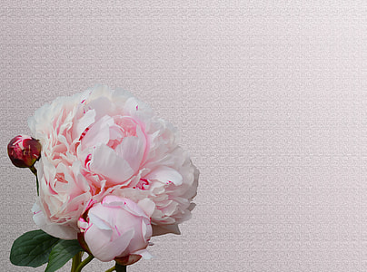 photo of pink petaled flower thumbnail