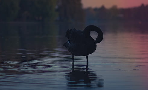 close-up photography of bird standing on calm water thumbnail