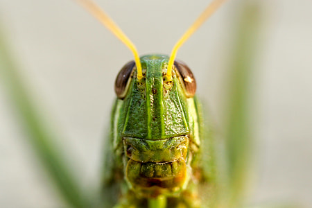selective focus photography of green grasshopper thumbnail