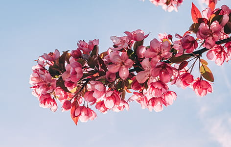 Pink Flower Tree Under Blue Sky thumbnail