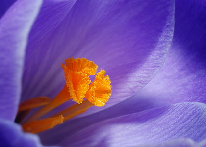 lavender petaled flower thumbnail
