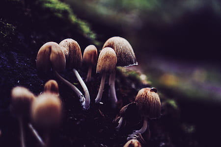 selective focus of brown mushrooms thumbnail