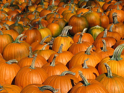 orange pumpkins thumbnail