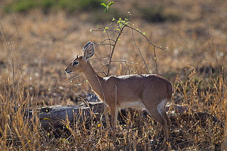 Close-up Photo of Deer thumbnail