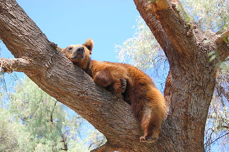 brown bear on brown tree during daytime thumbnail