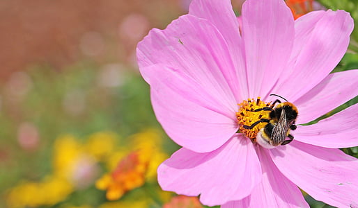 white tailed bumblebee on pink cosmos flower thumbnail