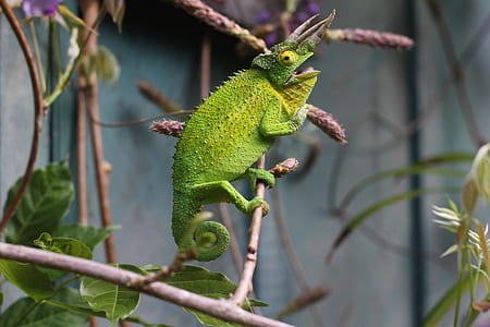 green chameleon perching on tree branch thumbnail