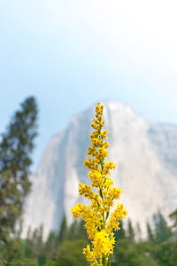 macro photography of yellow flowers thumbnail