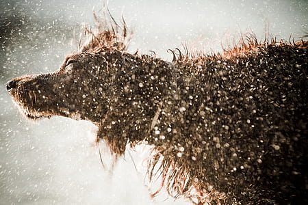 wet adult golden retriever wiggling thumbnail