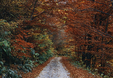 pathway between tall trees thumbnail