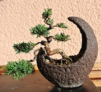 green bonsai on gray pot table decor thumbnail