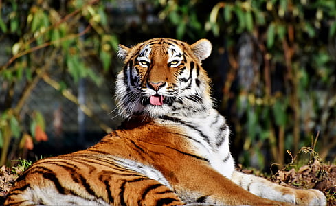 shallow focus of brown and white tiger thumbnail