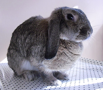 black rabbit thumbnail