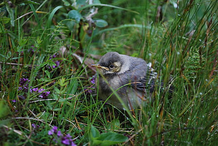brown bird on grass field thumbnail