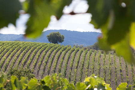 landscape photo of field thumbnail