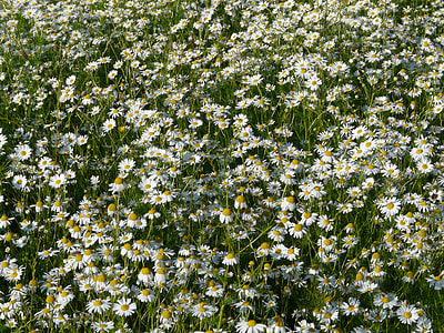 Genuine Chamomile, Matricaria Chamomilla thumbnail