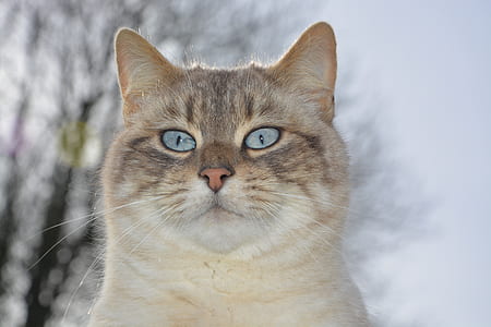 short-fur beige cat closeup photography thumbnail