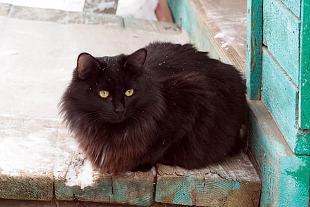 black Persian cat on floor thumbnail