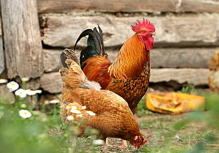 brown rooster and hen standing on ground during daytime thumbnail