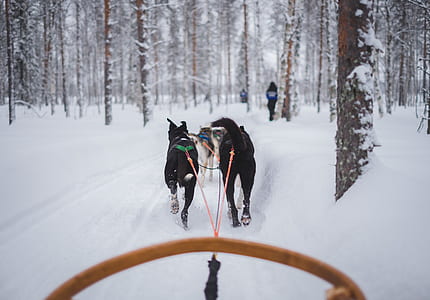 dogs pulling sled on snow field during daytime thumbnail