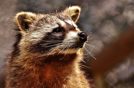shallow focus photography of brown raccoon thumbnail