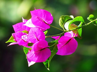 close-up photo of pink Bougainvillea flower at daytimer thumbnail