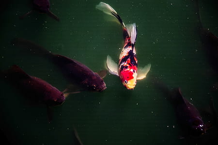 koi fishes on pond thumbnail