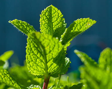 green leafed plant thumbnail