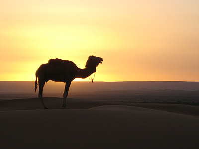 camel in dessert thumbnail