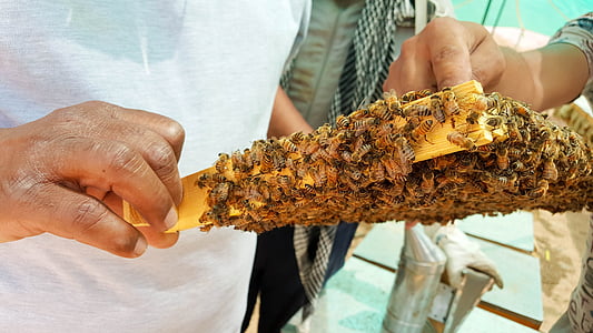 person holding beehive full of bee thumbnail