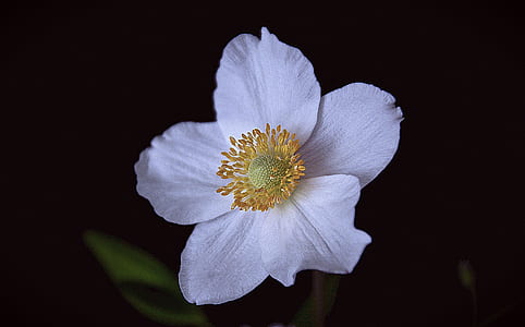 white 5-petaled flower closeup photography thumbnail