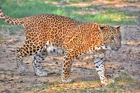 wild cat walking on grass field thumbnail