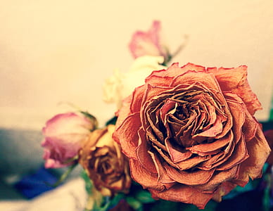 red rose flower at bloom thumbnail